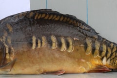 2018 GWPU Vecht (44)