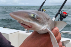 2019 Shark Atag  (43)
