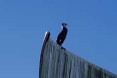 2026-01-14-Vissenbos-9