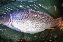 2026-08-CarpClinic-68