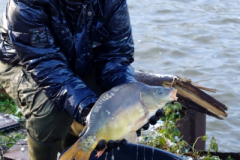 Uitzetting 2015 ARK Maarssen 016