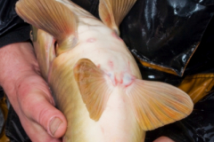 2011 Uitzetting Kleine Plas 088
