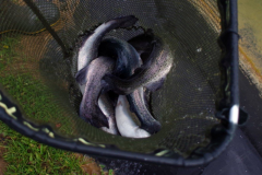 Forel2017006